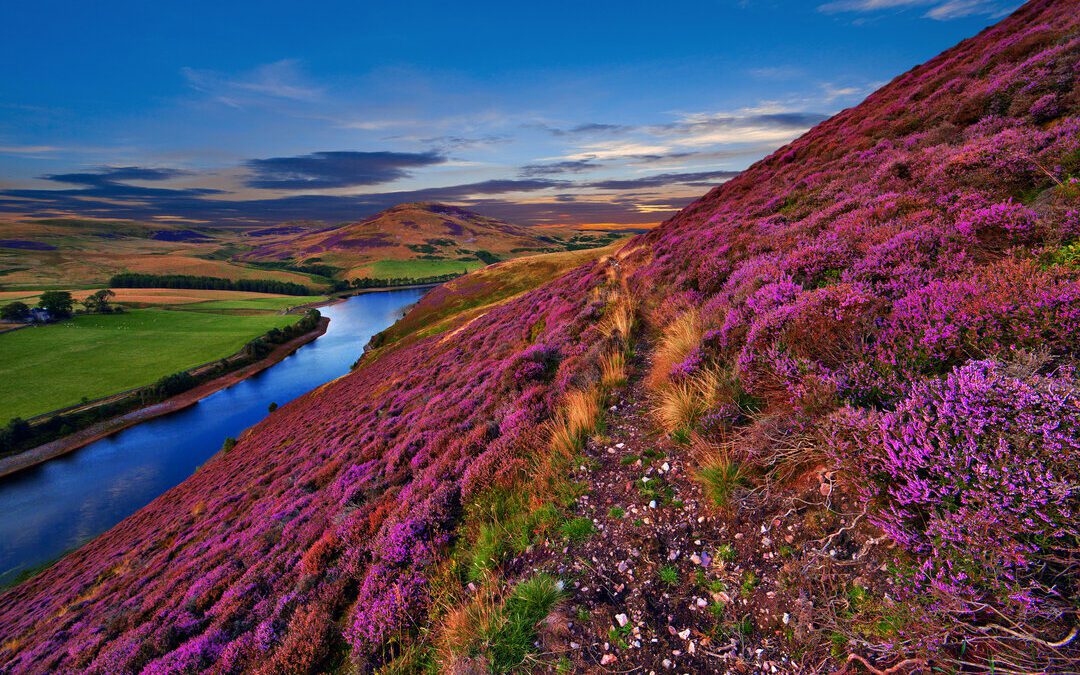 The Enduring Appeal of Scottish Girl Names: A Look at the Past, Present, and Future Trends